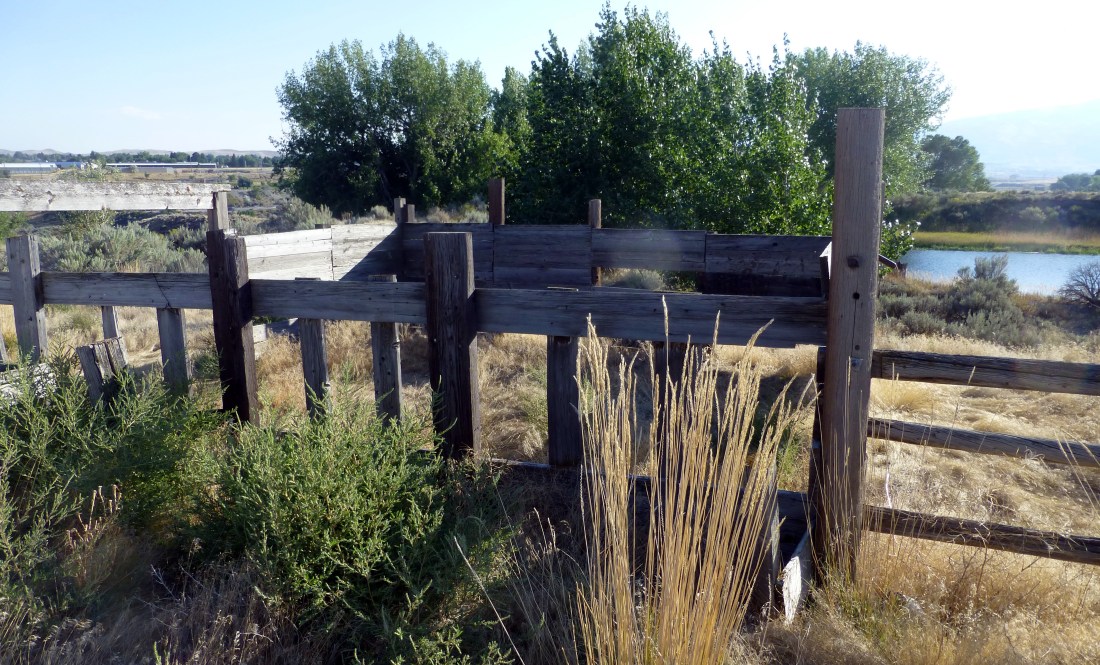 Corral in Cody